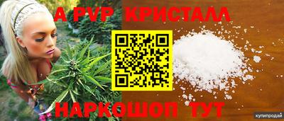 ешки Кингисепп