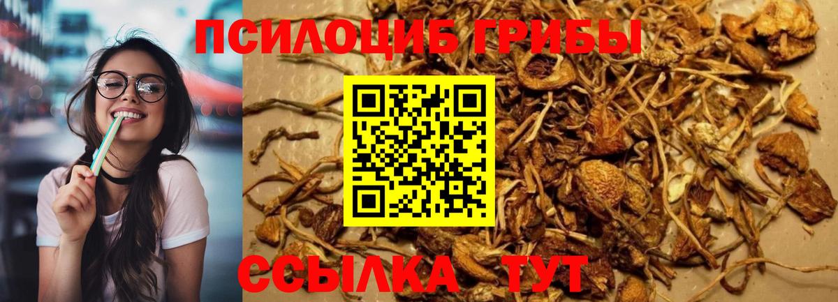 Галлюциногенные грибы Psilocybine cubensis Кохма